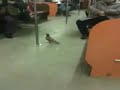 Paloma en metro
