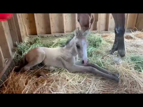 Foal Update