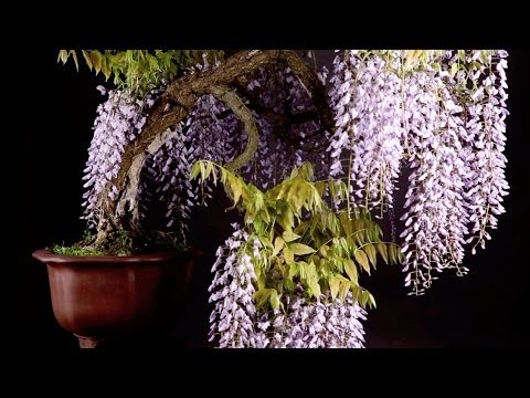 how to wisteria tree