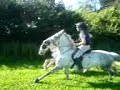gallopin