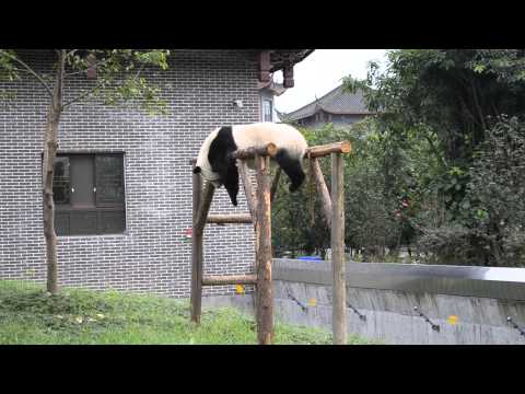 lazy panda - Lazy panda in a Sichuan park in China. Filmed during a China trip 2012. You can check my other panda videos if you like this one.