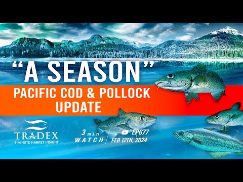 3MMI -2024 Alaska “A” Season Pacific Cod & Pollock Update: Slower Landings, Complicated Market Dynamics