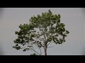 The third video test produced using the Canon 5D Mark 3. Simple shots taken in succession to test the video capabilities of the camera. Lenses used: Minolta MD TELE ROKKOR-X 200mm f/4.0 NIKKOR MF 20mm f/2.8 AI-s NIKKOR MF 85mm f/2.0 AI-s Name of the Artist: Greendjohn Name of the track: Little Bird Direct link to the track: www.jamendo.com