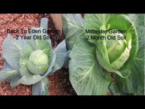 Important Plant Nutrition for Organic Vegetable Gardens