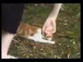 comedy25 afv comedy comedy25 afv comedy