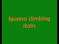 Iguana locomotion - on land Iguana locomotion - on land