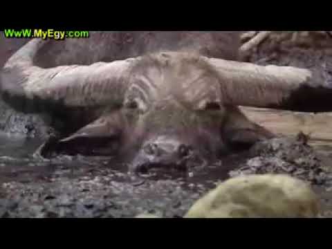 التنين يقضي على جاموس كبير الحجم (Devouring a buffalo)