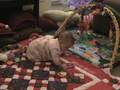 videos de Emma Talking