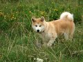IZUMO AKITA IZUMO AKITA