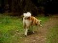 Akita Inu video
