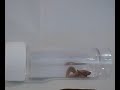 Intestine worm Intestine worm
