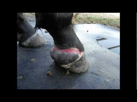 how to treat equine proud flesh