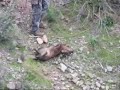 Javelina Kill 2008 Javelina Kill 2008