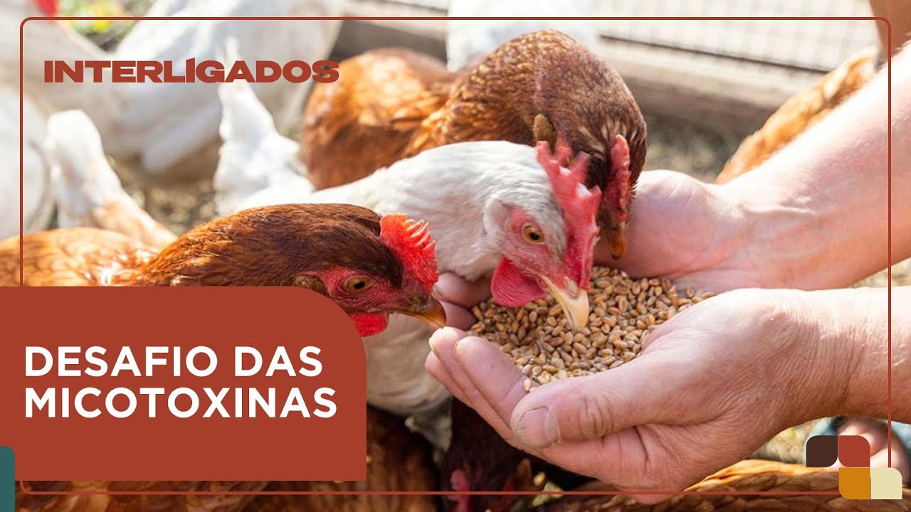 Zootecnista explica como as micotoxinas afetam na produção animal | Interligados - 08/09/2025