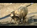Azerbaijan- Ancient State of Albania, Dashkesen Hacbulaq 3 Azerbaijan- Ancient State of Albania, Dashkesen Hacbulaq 3