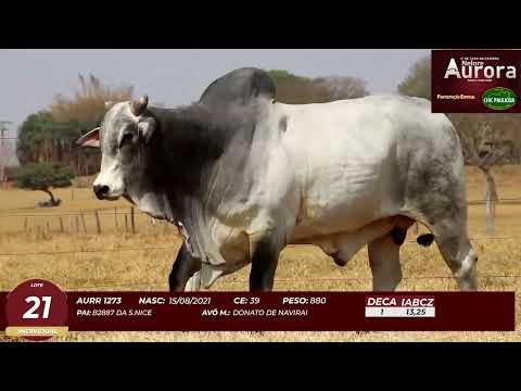 4� De Olho na Fazenda - NELORE AURORA participa��o Chico Paulic�ia