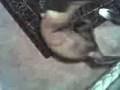 videos de Pug Tail Chase