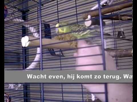 Train je parkieten! Deel 1