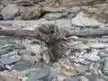 Lake Lanier Drought photos