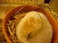 pinkie the hamster pinkie the hamster