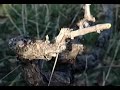 potatura vite - lezioni brevi