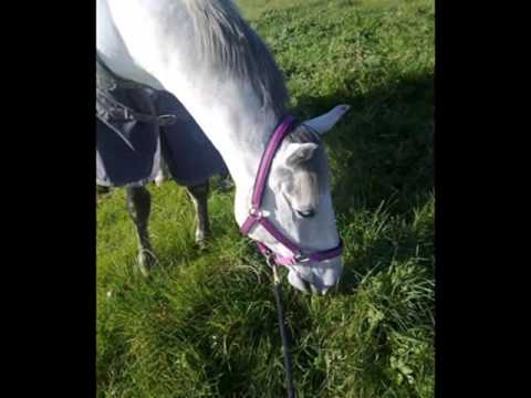 My Ex Loan Horse, Diago