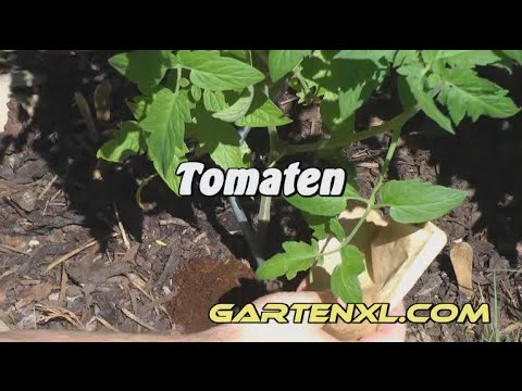 Kaffeesatz als Tomatendünger / Gemüsedünger im Garten / Kaffeesatz Düger für Tomaten, Gemüse, Blumen