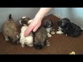 Agreatdog Shih Tzu Video  Mia 11-21-09