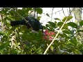 New Zealand Tui