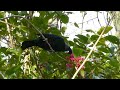 New Zealand Tui