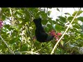 New Zealand Tui