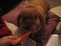 curious bunny