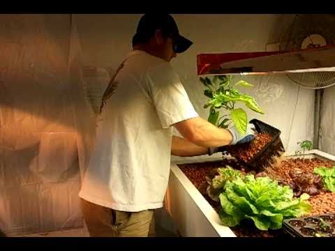 how to transplant from aerogarden to soil