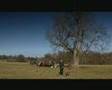 Vulnerable Native Breeds Rare Dogs BBC Country File