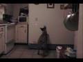 videos de Stoli and a laser