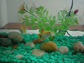 a platy tank