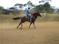 treinamento horse calf rope-Junior Lindorfo