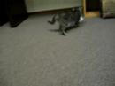 Kitten Playing