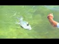 Key Largo Cargo - PERMIT fishing