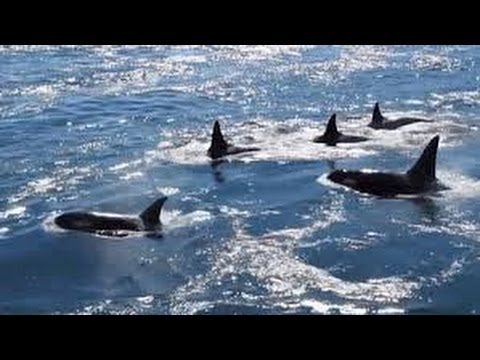 Grupo de Orcas en Isla Galiano, Canadá