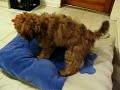 Wookie and his bed Wookie and his bed