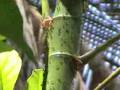 FORMIGA SIMBIOSE COM EMBAÚBA Cecropia