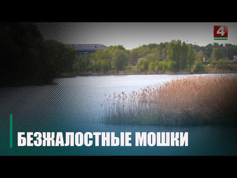 З-за раптоўнага цёплага надвор'я на Гомельшчыне актывізаваліся крывасмактальныя насякомыя видео