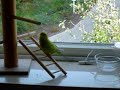Mecki spielt auf der Fensterbank