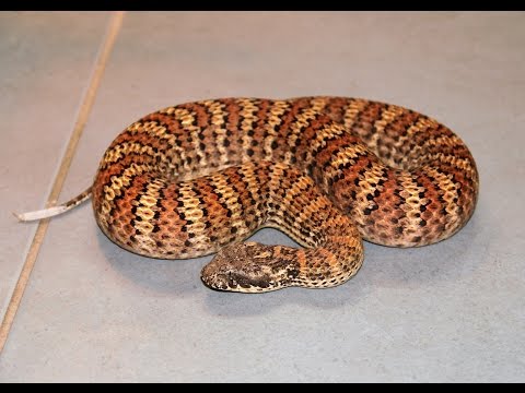 YouTube reptile video