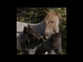 Pryor Mountain Horses Losing Their Freedom