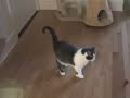 ボール猫動画