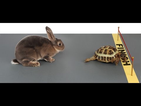 The Great GOVIS Debate! Fast and Risky versus Slow and Steady