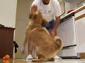 Puggle Boots Rolls Over (FINALLY)