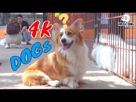 Hài Hước Thư Giãn Cùng Các Boss Cún Cưng Video 4K Tập 3